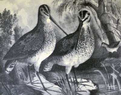 Beccaccino inglese da N. and Ives, J.M. Currier